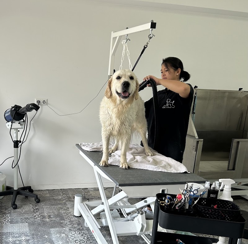 Photo Dog City Luxembourg 2
