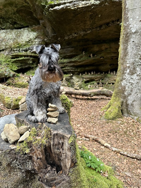 Photo Dog City Luxembourg 6